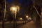 Light streetlights through the leaves of birch trees in the park