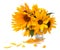 Light tender air petals flew around the yellow sunflower fresh i