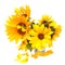 Light tender air petals flew around the yellow sunflower fresh i