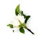 Light tender fruit apple plum pear tree blossom flower isolated on white background. Design element photo. For card, postcards,