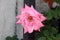 Light to dark pink rose with fully open blooming petals surrounded with pointy dark green leaves growing next to wooden support in