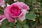 Light to deep pink coloured rose hybrid flower History, cultivated by Tantau