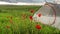 Light travel tent stands on blooming windy spring field with red poppies