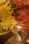 Light up at red fall foliage tunnel, the maple corridor, with illuminated red maple leaves or fall foliage in autumn on black