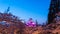 Light up at Tsuruga Castle (Aizu castle) surrounded by hundreds of sakura trees