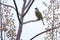 Light-vented Bulbul