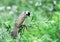 Light-vented Bulbul