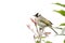 Light-vented Bulbul