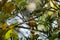 Light-vented Bulbul on a branch in Taiwan