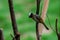 Light-vented Bulbul bulbul on a tree branch