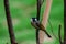 Light-vented Bulbul bulbul on a tree branch