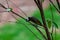 Light-vented Bulbul bulbul on a tree branch