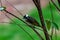 Light-vented Bulbul bulbul on a tree branch