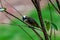 Light-vented Bulbul bulbul on a tree branch