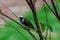 Light-vented Bulbul bulbul on a tree branch