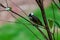 Light-vented Bulbul bulbul on a tree branch