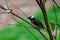 Light-vented Bulbul bulbul on a tree branch