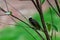 Light-vented Bulbul bulbul on a tree branch