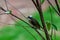 Light-vented Bulbul bulbul on a tree branch