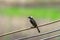 Light-vented Bulbul bulbul on a tree branch