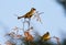 Light-vented Bulbul or chinese bulbul