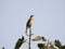 Light-vented Bulbul or chinese bulbul