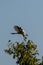 Light-vented Bulbul is flying, it just took off from one branch.