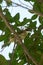 Light-vented Bulbul is singing in the branch.