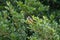 light-vented bulbul is singing on the top of a tree.