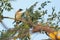 Light-vented Bulbul in Taiwan