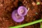 Light violet color rare species mushroom or conk, selective focus