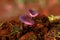 Light violet color rare species mushroom or conk, selective focus