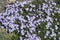 Light violet colored flowers of phlox subulata