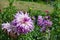 Light violet dahlia on flowerbed at summer park.