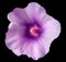 Light violet flower bell on black isolated background with clipping path. Closeup. no shadows. For design.