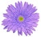 Light violet gerbera flower, white isolated background with clipping path. Closeup. no shadows. For design.