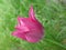 Light violet tulip