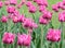 Light violet tulips on the field  floral background