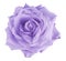 Light violet watercolor roses flower on an isolated white background. Closeup. For design.