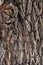 Light willow tree bark texture