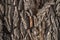 Light willow tree bark texture