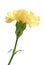 Light yellow carnation