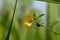 Light yellow color flower of flannel weed or Sida cordifolia