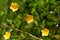 Light yellow color flower of flannel weed or Sida cordifolia