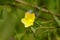 Light yellow color flower of flannel weed or Sida cordifolia