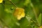 Light yellow color flower of flannel weed or Sida cordifolia