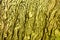 Light yellow coloured shiny background with light and dark light effects, attractive wallpaper.