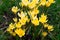 Light yellow crocuses flowers in garden. Alpine crocuses. Close up.