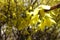 Light yellow flowers of forsythia