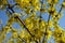 Light yellow flowers of forsythia against blue sky in March